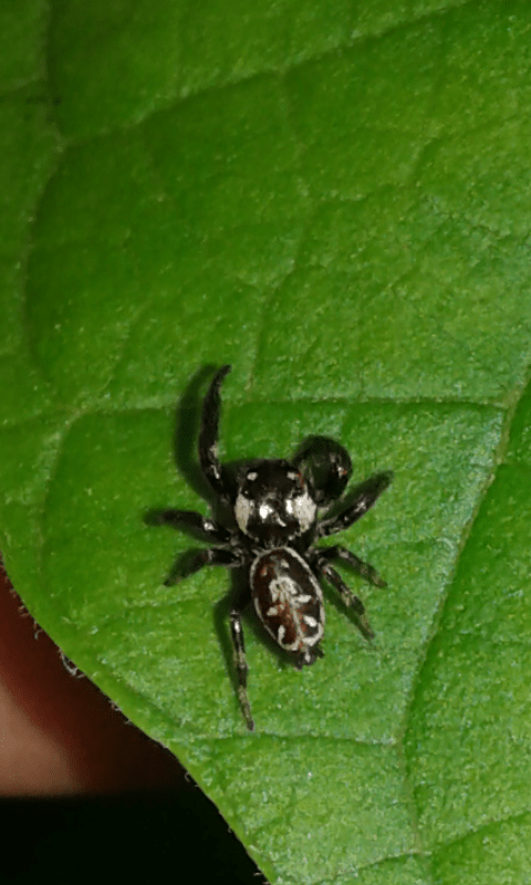 Salticidae : Macaroeris nidicolens? S�